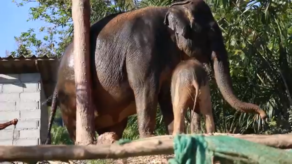 Elephant Tour - Koh Lanta